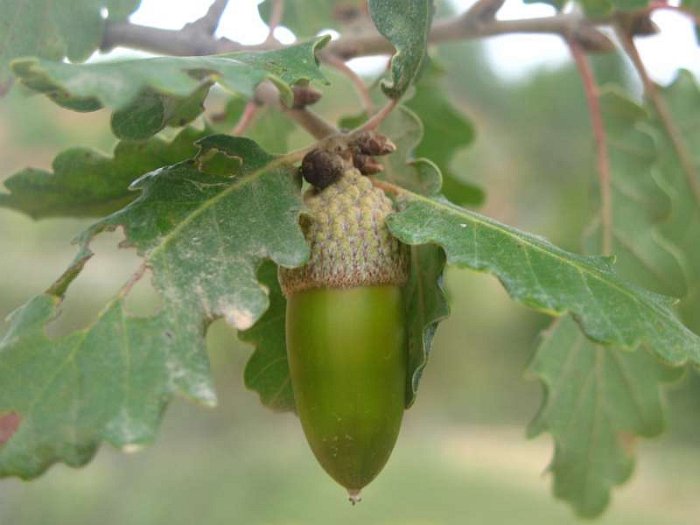 Quercus cerrioides